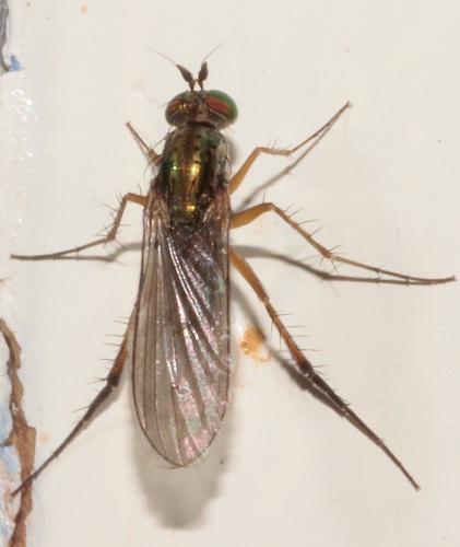Dolichopus sp.